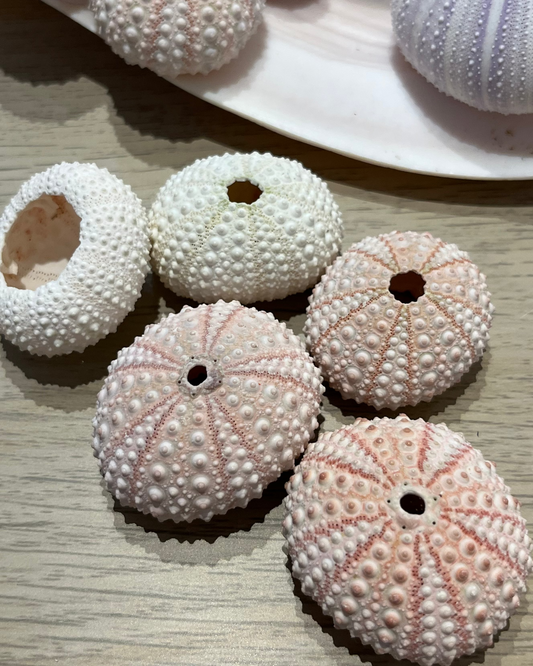 Sea Shell | Sea Urchin Pink Small