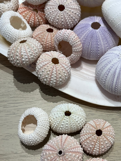 Sea Shell | Sea Urchin Pink Small