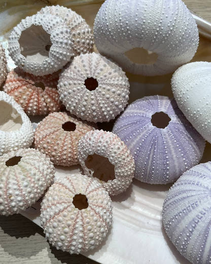 Sea Shell | Sea Urchin Pink Small